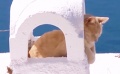 《岩合光昭的猫步走世界》电影版预告片