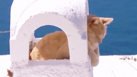 《岩合光昭的猫步走世界》电影版预告片