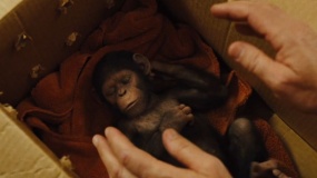 《猩球崛起3》特辑 当猩球崛起遇上动物世界