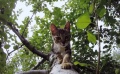 《岩合光昭的猫步走世界》预告片