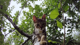 《岩合光昭的猫步走世界》预告片