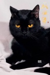 《妖猫传》曝全新特辑 被赞“戏骨”片场赛大咖