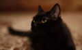 《妖猫传》妖猫诞生特辑