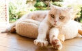 《猫咪后院之家》主題歌特別MV