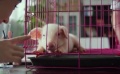 《人怕出名猪怕壮》先行预告片