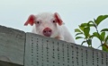 《人怕出名猪怕壮》主题曲《猪之歌》MV