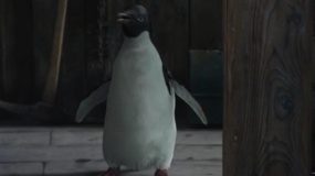 《南极之恋》企鹅敲门片段