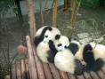熊猫们