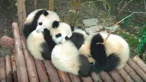 《熊猫们》预告片 让你尽情吸滚滚