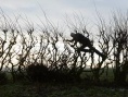 Leaning Into the Wind: Andy Goldsworthy