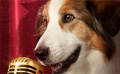 《萌犬好聲音》曝“歌手竟演”特輯