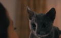 《猫是要抱着的》预告片