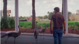 《佛罗里达乐园》之可爱大鸟挡路片段