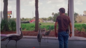 《佛罗里达乐园》之可爱大鸟挡路片段