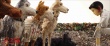 《犬之島》曝原片片段 神秘包裹引發(fā)狗狗大戰(zhàn)