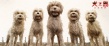 《犬之岛》原片片段曝光 “豆蔻”“首领”初相识