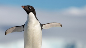 《企鹅》预告片 迪士尼生态纪录片再现奇妙自然
