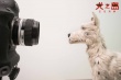 《犬之岛》曝光最新特辑 独家揭秘幕后“功臣”