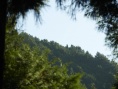 視覺