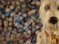 《犬之島》獲鐵桿影迷力挺 五一繼續(xù)熱映不離不棄