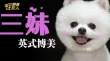 《营救汪星人》曝博美预告 双眼皮美瞳眼萌翻人
