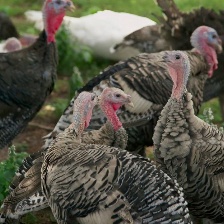 肉食者