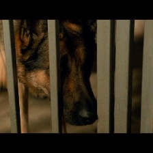 戰(zhàn)犬瑞克斯
