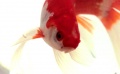 《藍(lán)色金魚(yú)》預(yù)告片