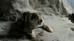 《阿尔法》预告片 讲述史前人狼传说