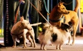 《監(jiān)獄犬計(jì)劃》病毒視頻 深刻社會(huì)意義關(guān)注流浪犬現(xiàn)狀
