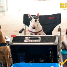 監(jiān)獄犬計(jì)劃