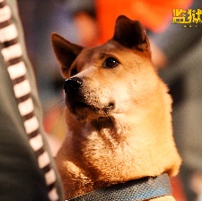 監(jiān)獄犬計(jì)劃