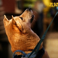 監(jiān)獄犬計(jì)劃