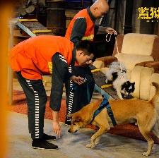 監(jiān)獄犬計(jì)劃