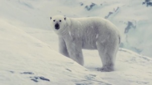 36°高温的“夏日冰凉” 《雪国列车》坐上列车到雪国看北极熊