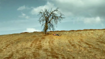 奥斯卡新奖项影迷各执一词 《野梨树》代表土耳其征战奥斯卡
