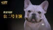 《营救汪星人》“个狗介绍”上线 踢踏舞实力抢镜