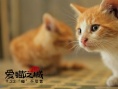 《愛貓之城》9.22公映 牛奶咖啡“解讀”《貓語》