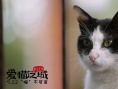 《愛貓之城》9.22公映 牛奶咖啡“解讀”《貓語》