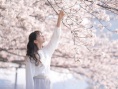 雪之華