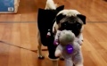 《我的冤家是條狗》巴哥犬演技獲贊 觀眾：看完都想養(yǎng)寵物了