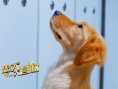 忠犬大营救