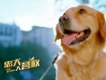 忠犬大营救