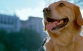 《忠犬大营救》曝终极预告片