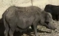 白百何香格里拉乡村偶遇藏香猪：“它很有名的！”