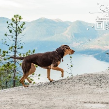 一條狗的回家路