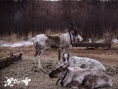 沉默的雪