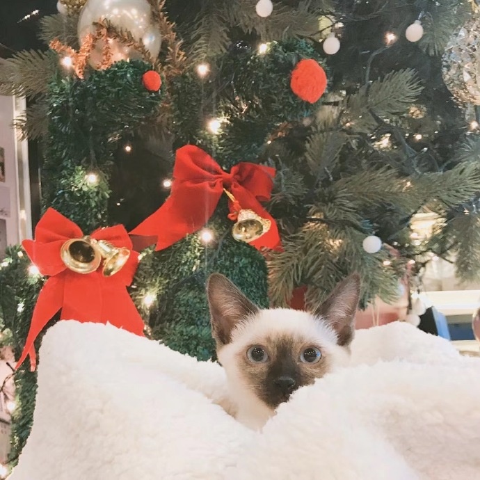 火箭少女见面会吴宣仪状态不佳,背后原因