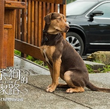 一條狗的回家路