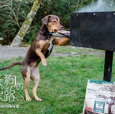 一條狗的回家路